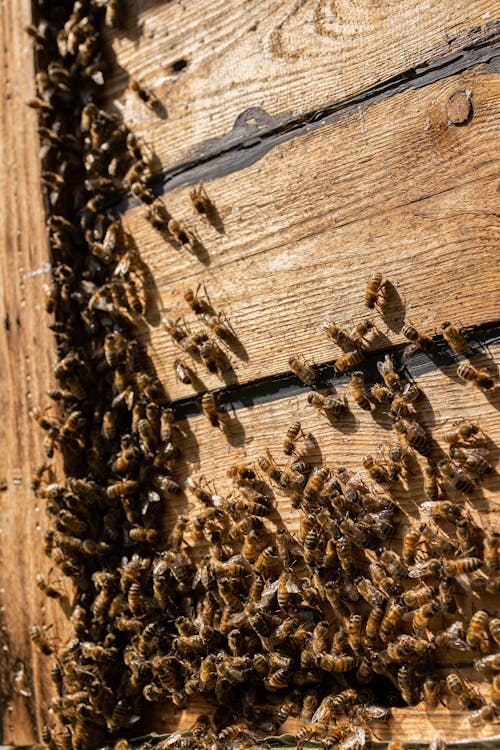Close up of Bees on Beehive