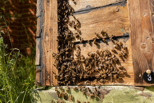 Gratis arkivbilde med bier, bikube, dyrefotografering
