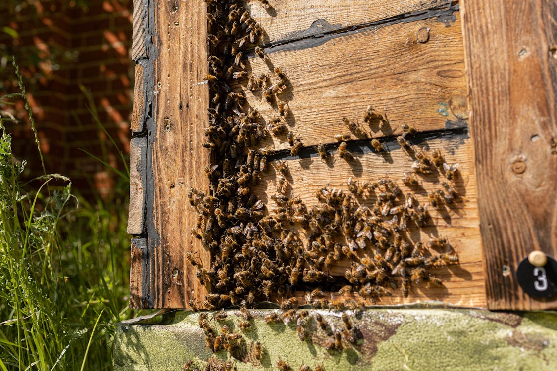 Close-up of Bees on Beehive