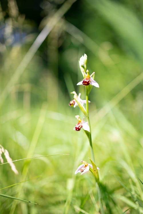 Blooming Flowers on Grass