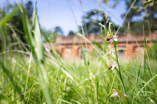 Blooming Flower on Meadow in Sunlight