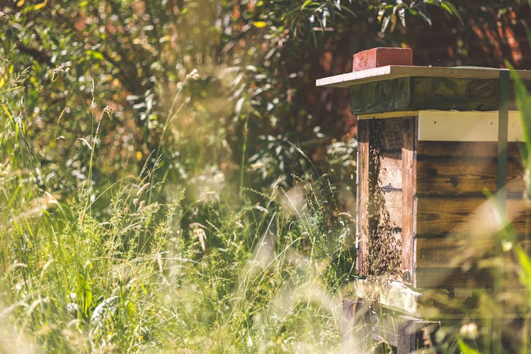 Bees On Wooden Beehive