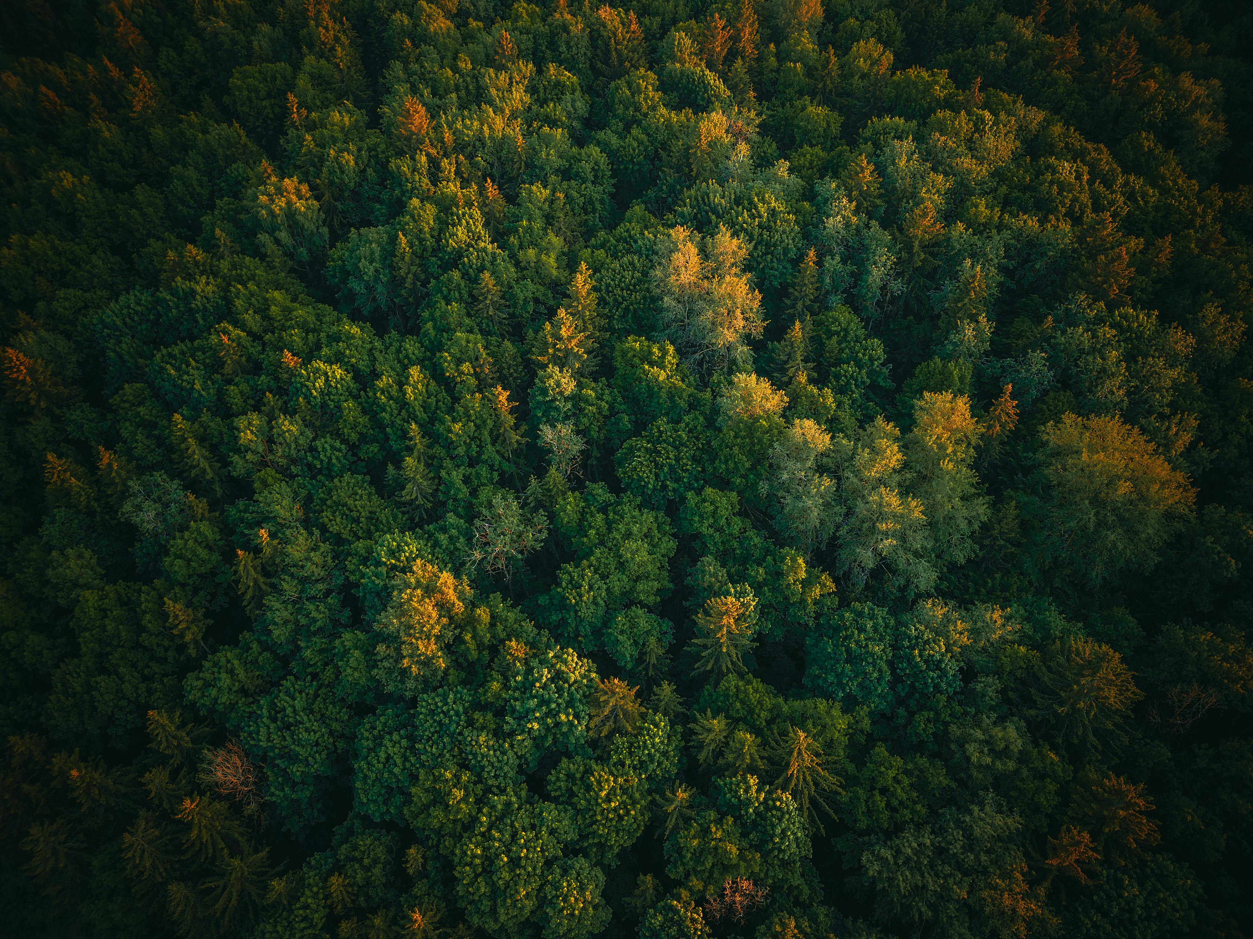 Drone shot of dense green forest in Minsk Region, Belarus, showcasing rich natural patterns.