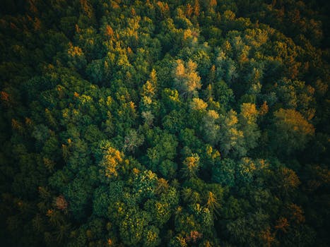 Drone shot of dense green forest in Minsk Region, Belarus, showcasing rich natural patterns.