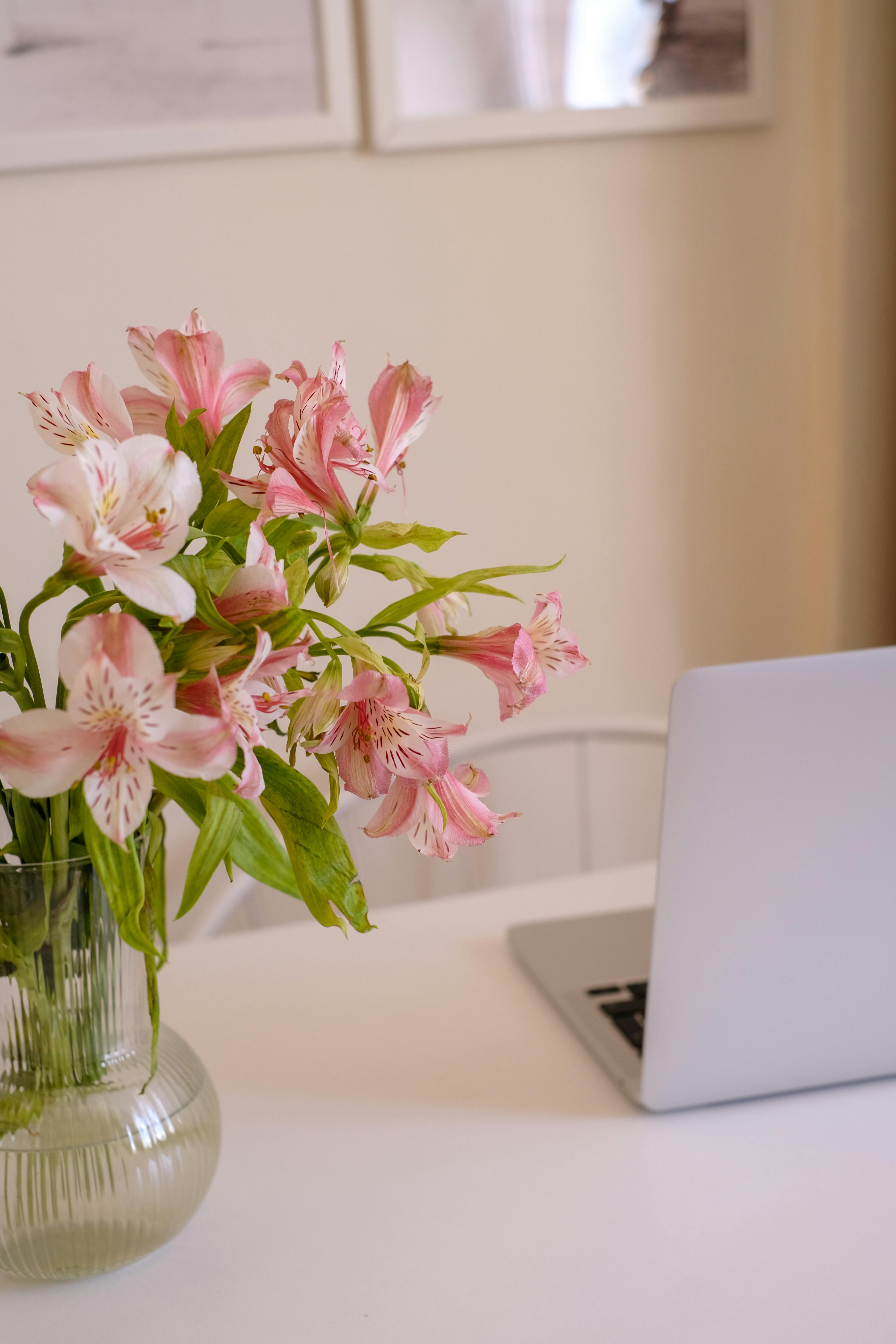 Beautiful pink Peruvian lilies in a vase on a table with a laptop, perfect for workspace decor.