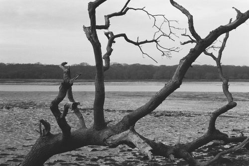 Free Black and white photo of a leafless tree by a tranquil lake. Stock Photo