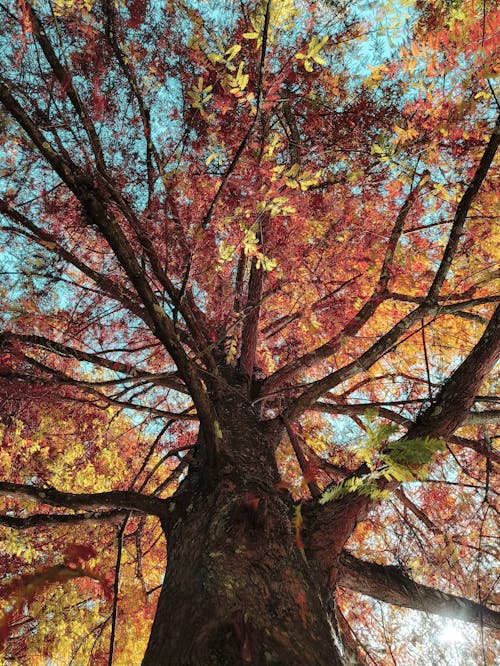 Colorful Tree in Autumn
