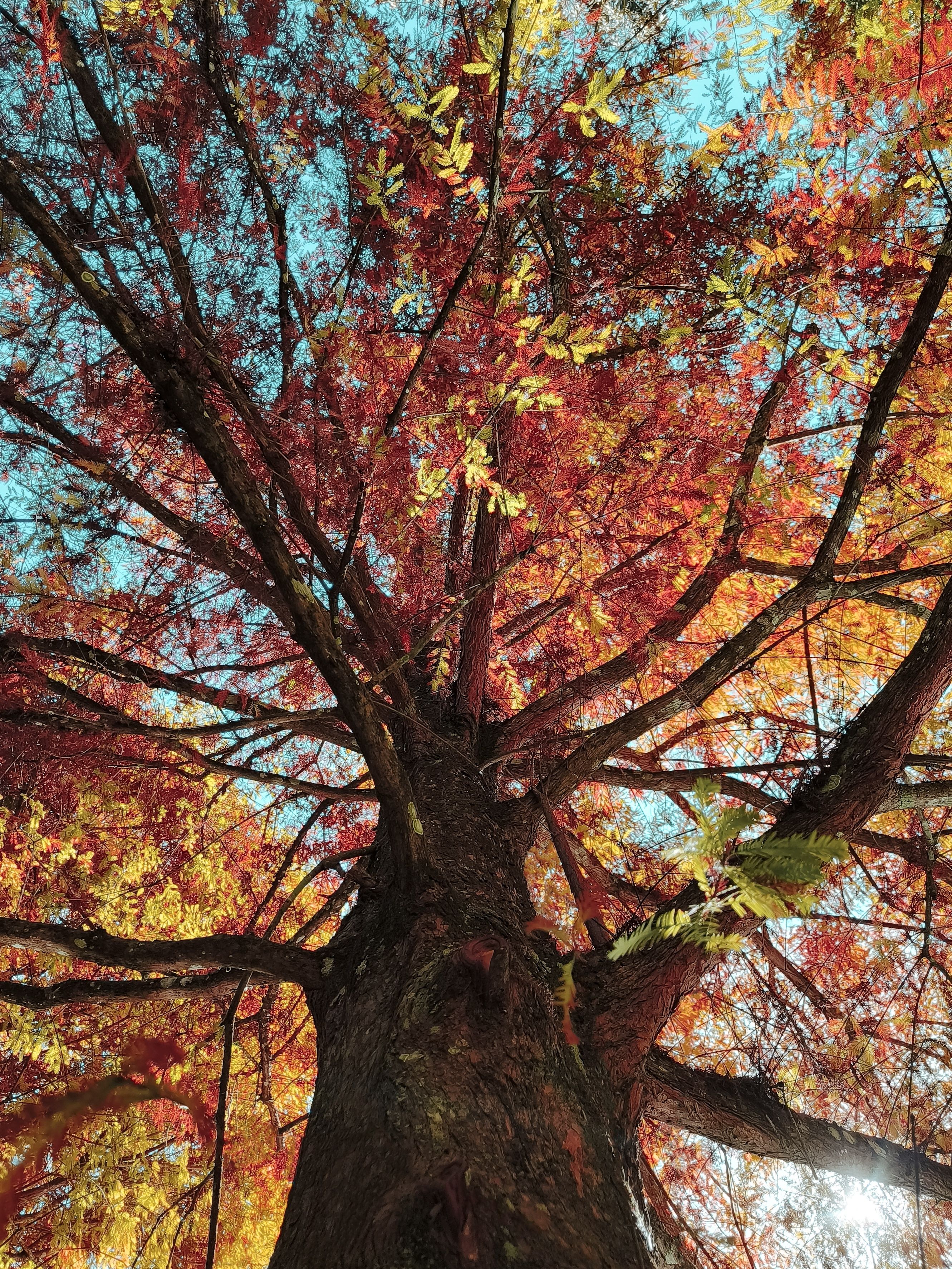 Colorful Tree in Autumn · Free Stock Photo