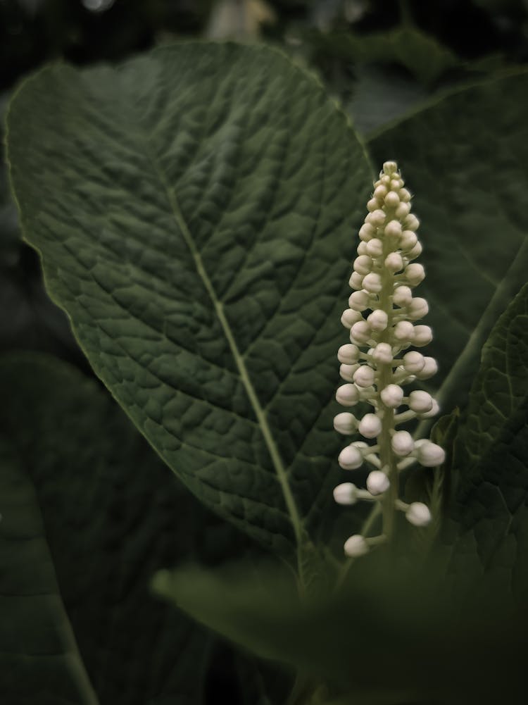 Flower And Green Leaf