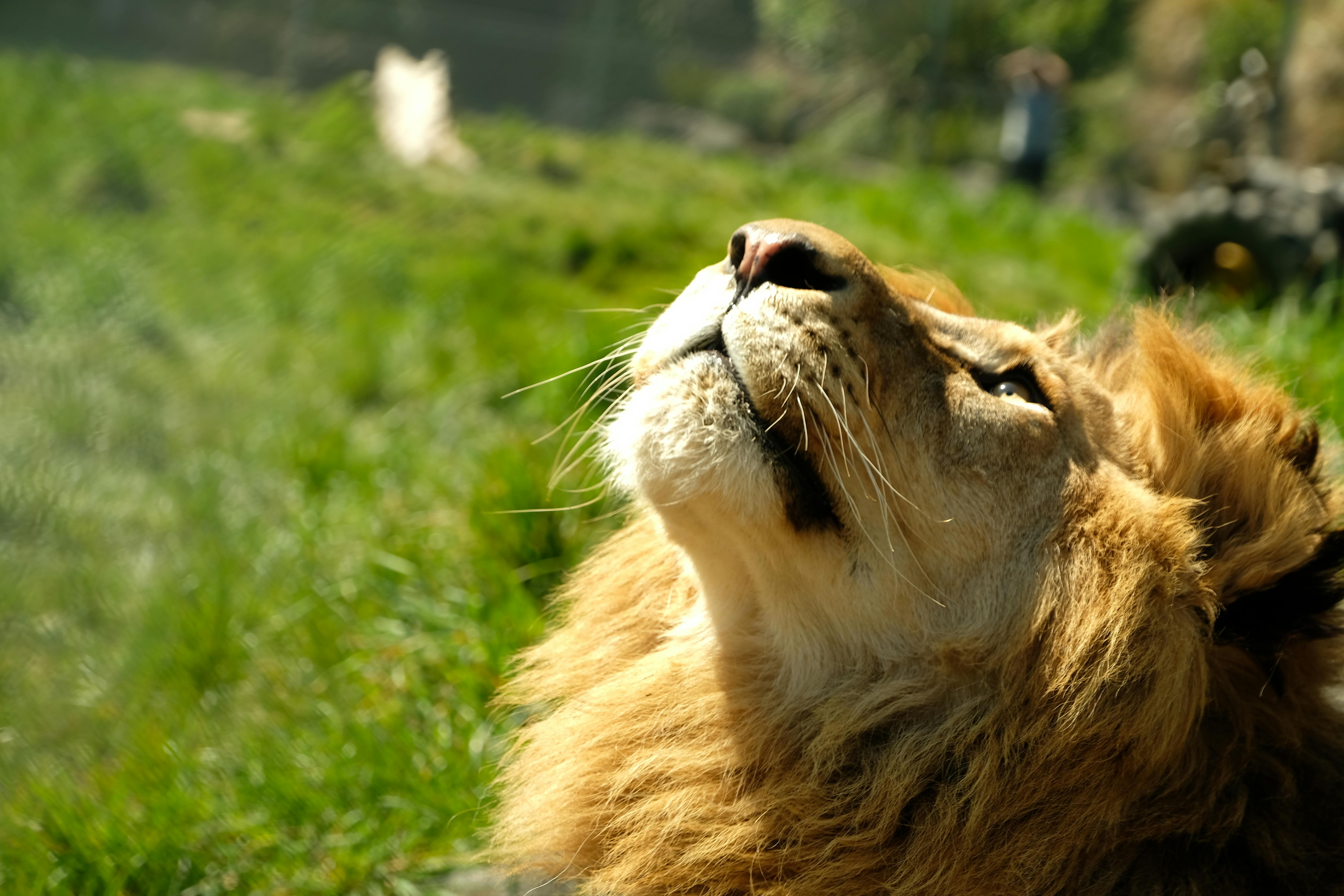 Free stock photo of 4k wallpaper, animal, Animal Kingdom