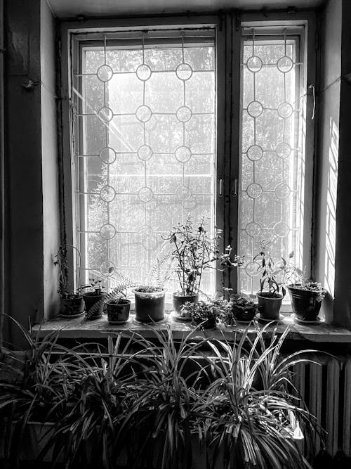 Darmowe zdjęcie z galerii z czarno-biały, doniczki, okna