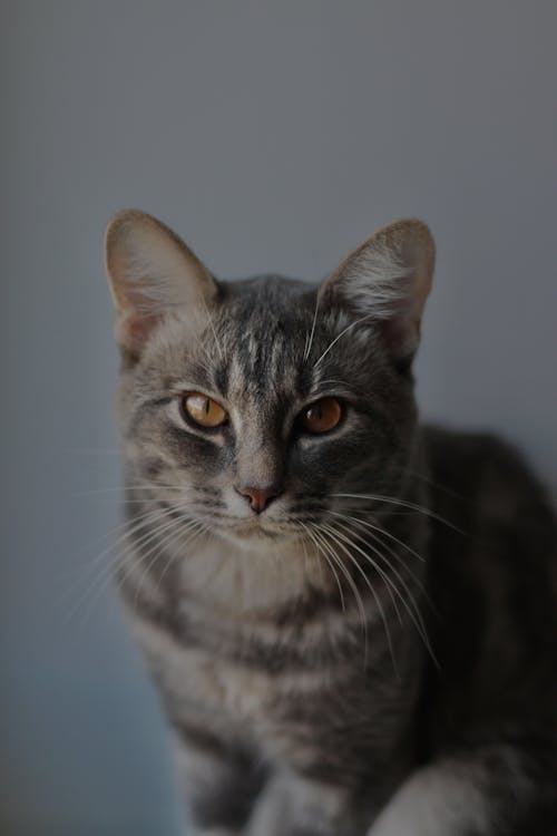 Portrait of Tabby Cat