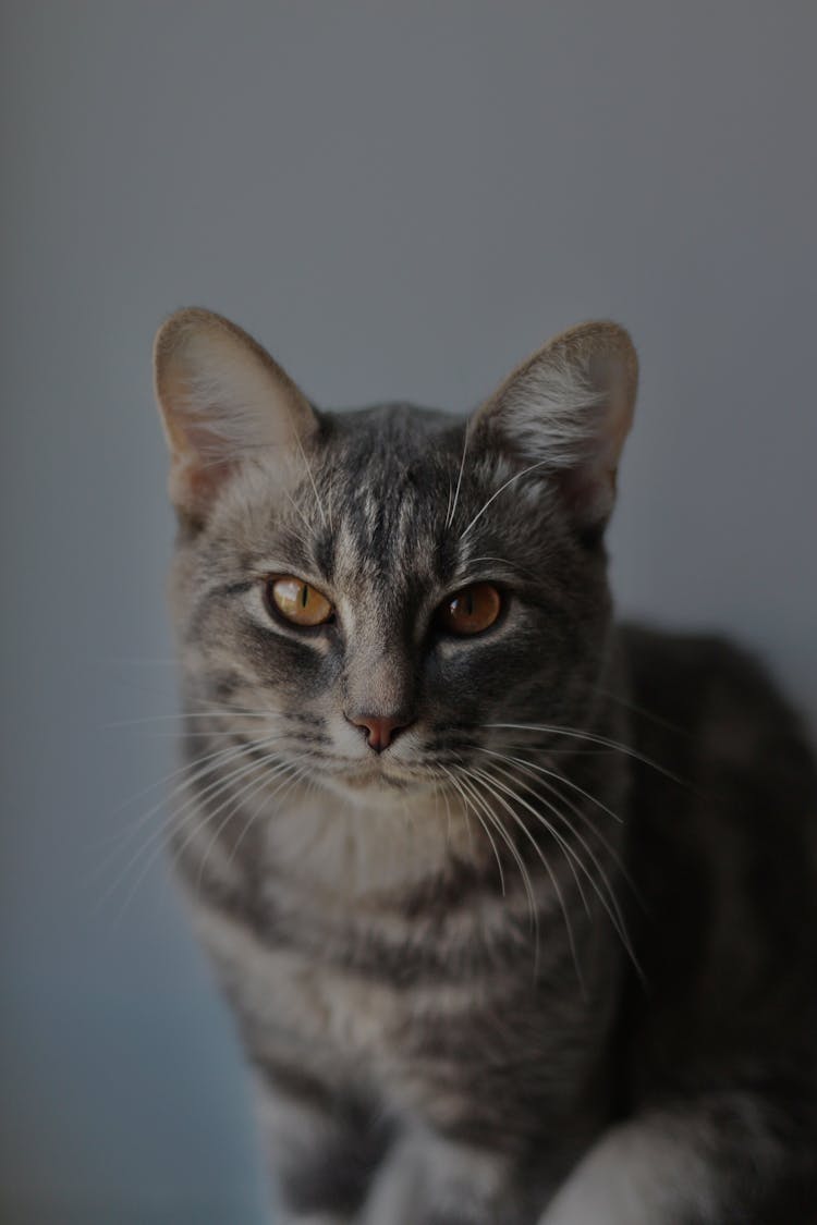 Portrait Of Tabby Cat