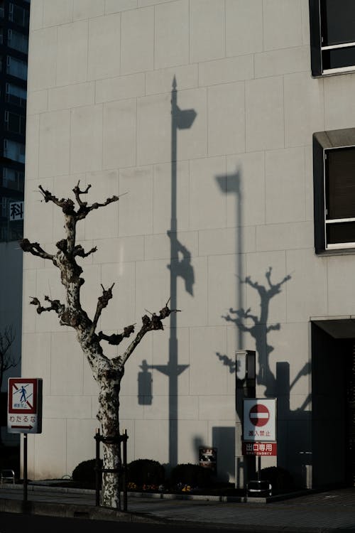 Withered Tree near Sunlit Building Wall
