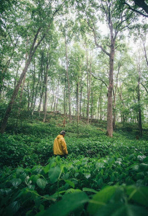 Man Walking among Plants in Forest