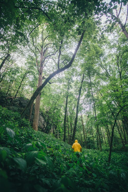Man among Trees and Plants in Forest