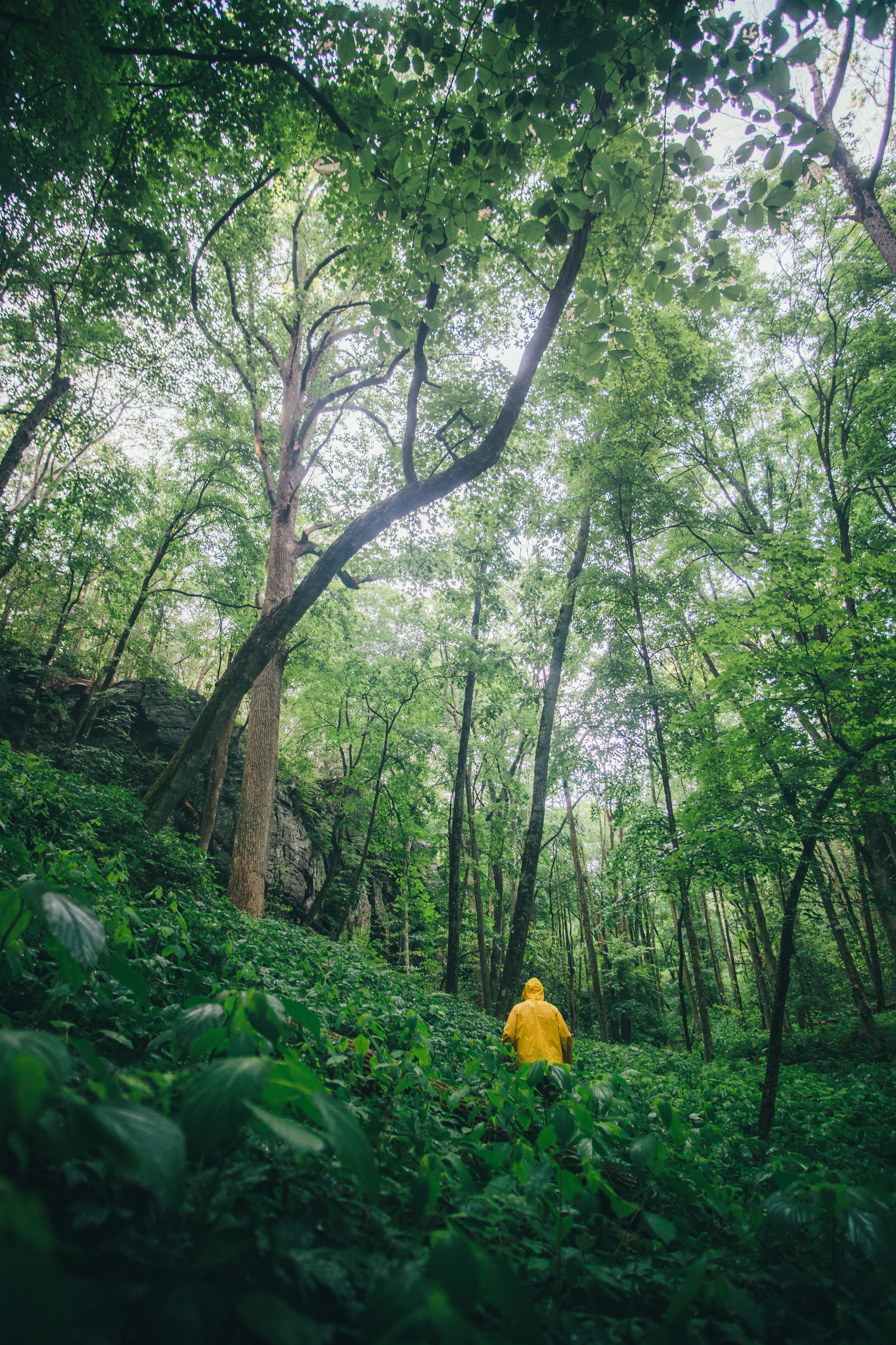 A Woman Standing on the Forest · Free Stock Photo