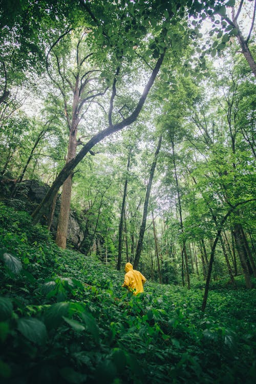Man Hiking in Green Forest
