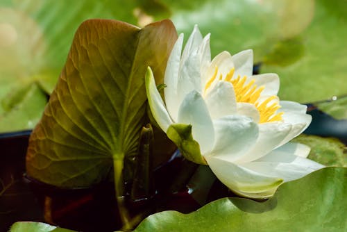 Foto d'estoc gratuïta de blanc, flor, fresc