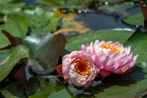 Pink Lotus Flowers among Green Water Lilies