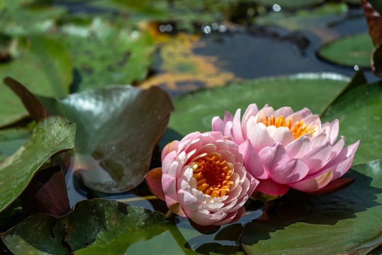 Pink Lotus Flowers Among Green Water Lilies