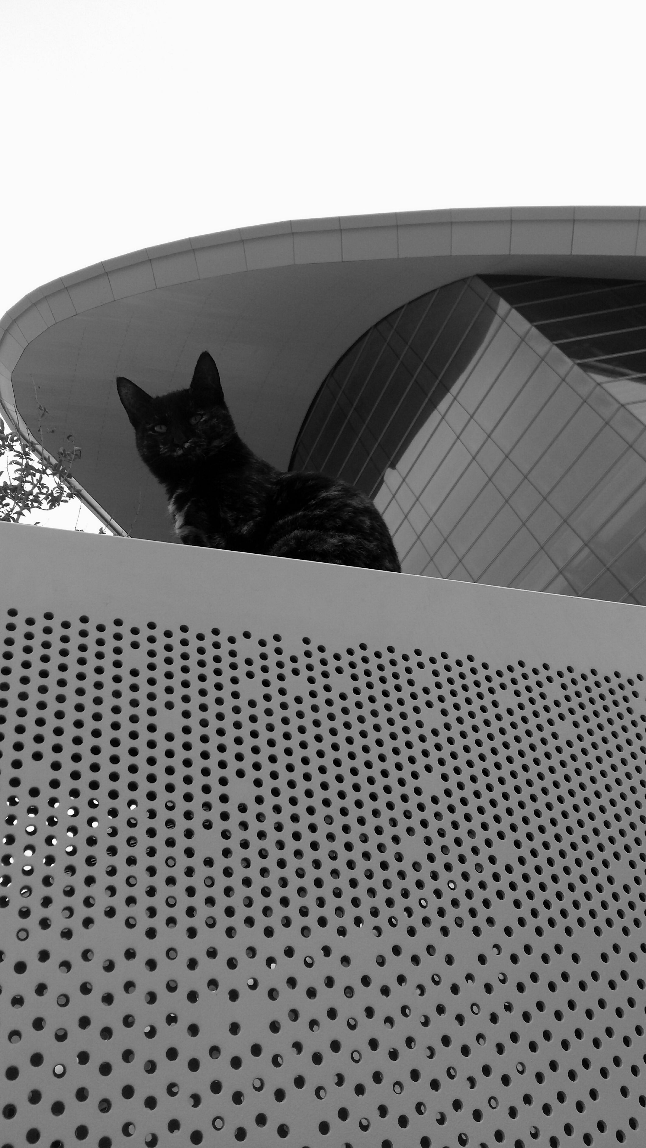 Black cat sitting on modern architectural structure in black and white.