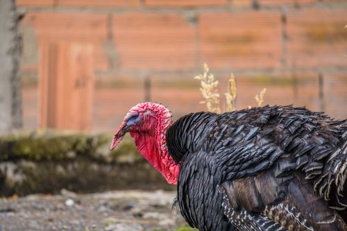 Free Detailed shot of a turkey in a rural setting in Manta, Colombia. Stock Photo