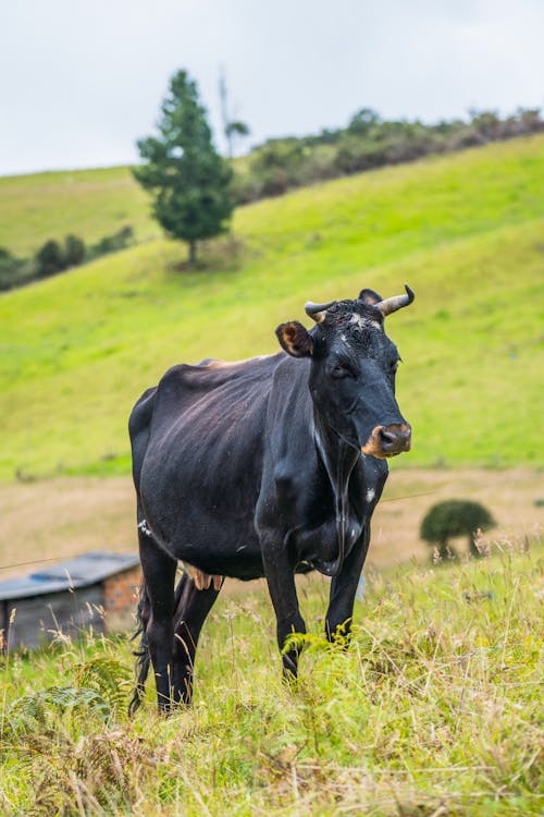 Kostenloses Stock Foto zu außerorts, grasfläche, kuh