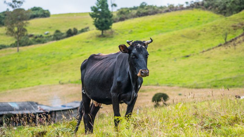 Chuva no Campo: Prejuízo e Soluções para Produtores Rurais Chuva no Campo: Prejuízo e Soluções para Produtores Rurais - Agro | Estrato