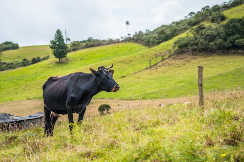 Gratis stockfoto met dierenfotografie, grasland, koe