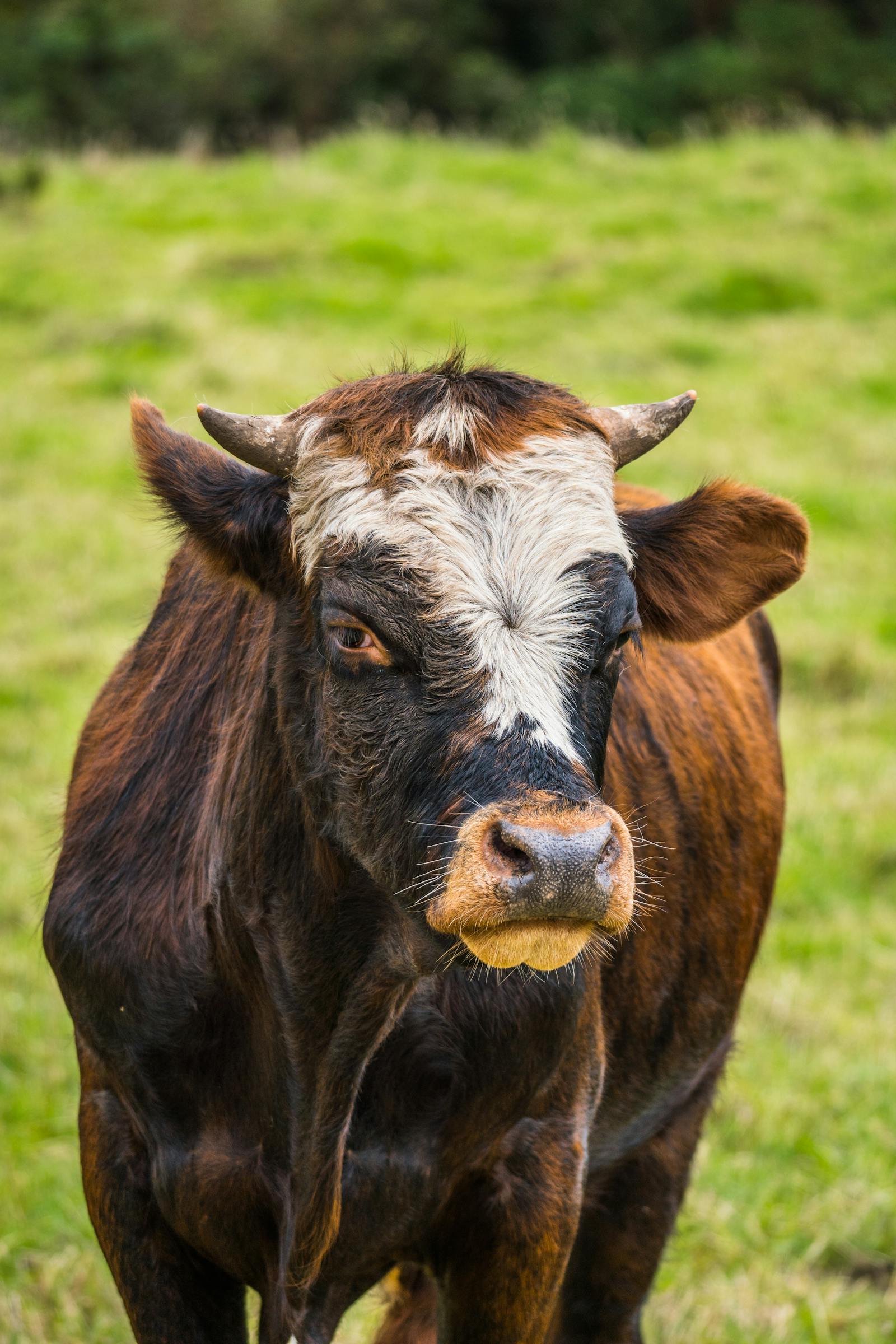 Holy Cow Photos, Download The BEST Free Holy Cow Stock Photos & HD Images