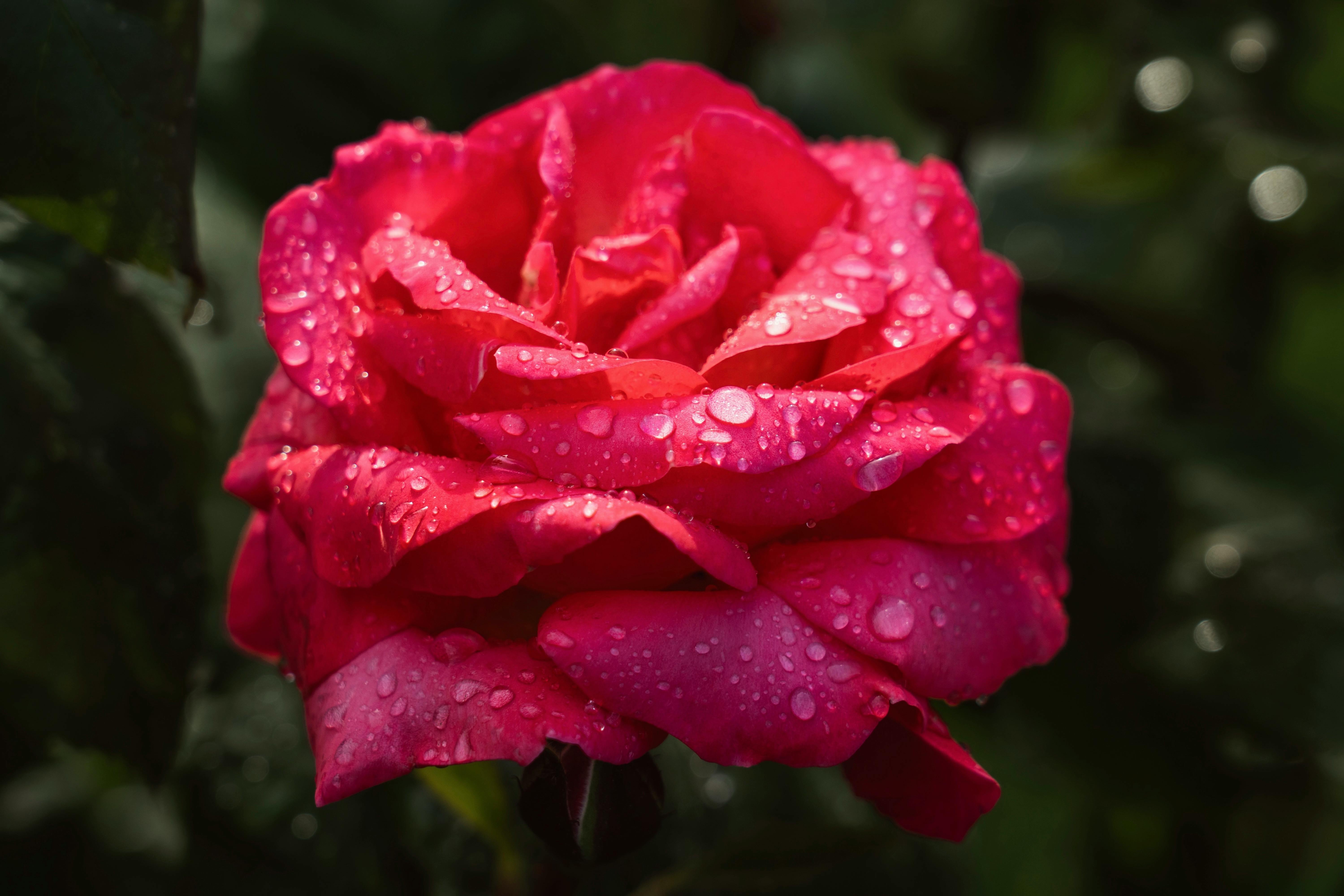 Rosa roja junio fotografías e imágenes de alta resolución - Página