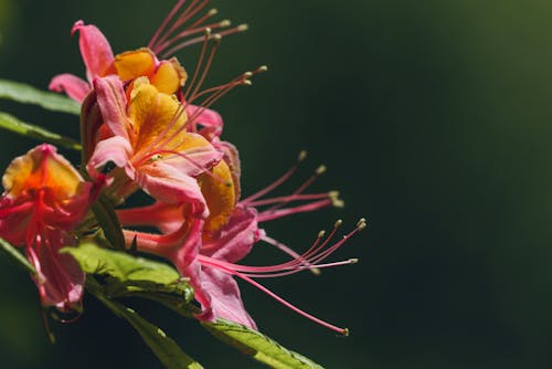 Blooming Flowers of Flame Azalea
