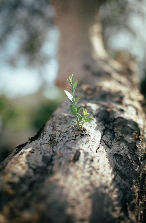 Kostenloses Stock Foto zu baum, blätter, borke