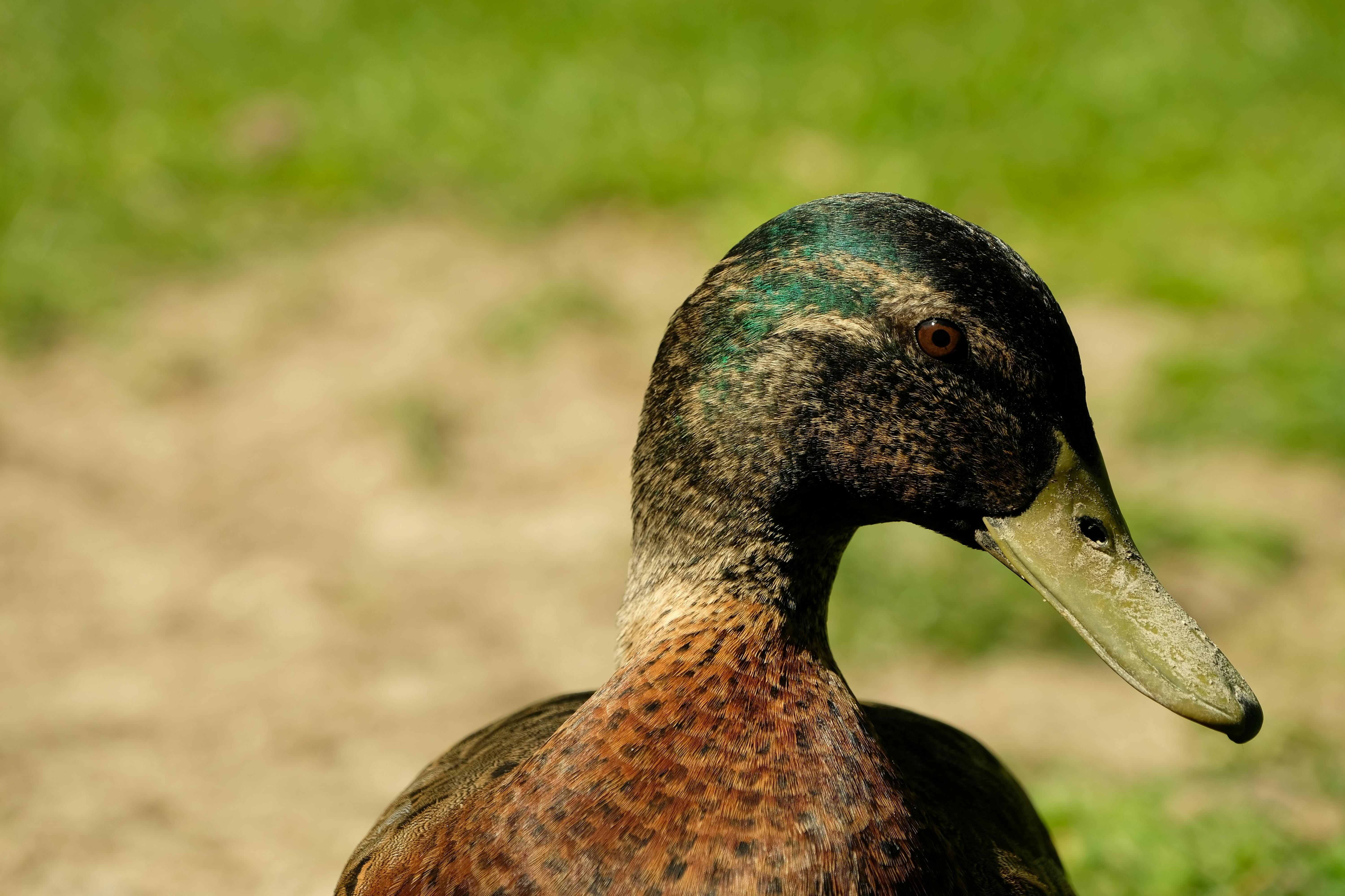 Free stock photo of 4k wallpaper, animal photography, animal portrait