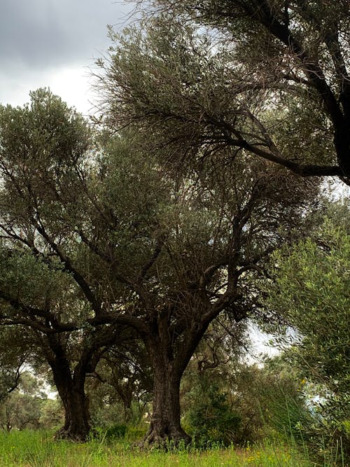 бесплатная Бесплатное стоковое фото с вертикальный выстрел, ветвь, деревья Стоковое фото