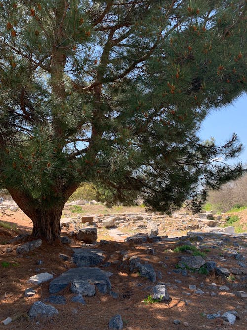 Scattered Rocks under Tree in Rural Landscape