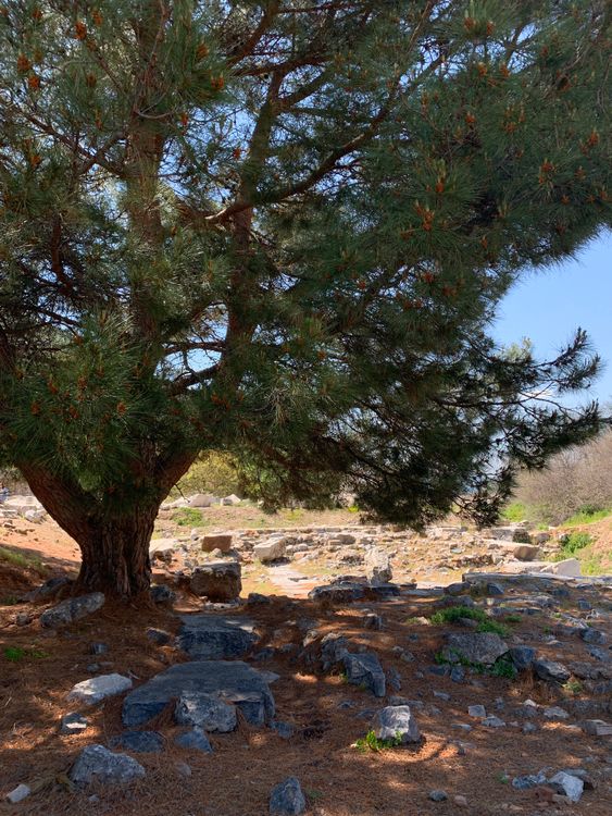 Scattered Rocks under Tree in Rural Landscape · Free Stock Photo