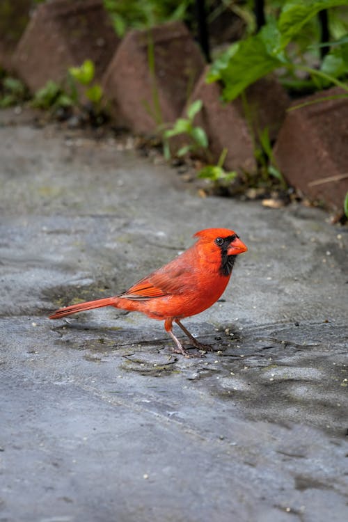 Free stock photo of cardinal, colorful, hd