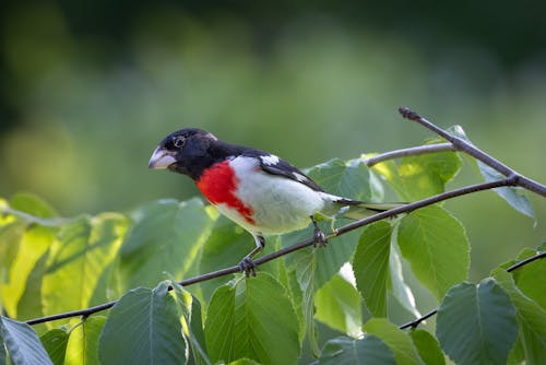 Small Bird in Nature