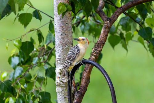 Red-bellied Woodpecker in Nature