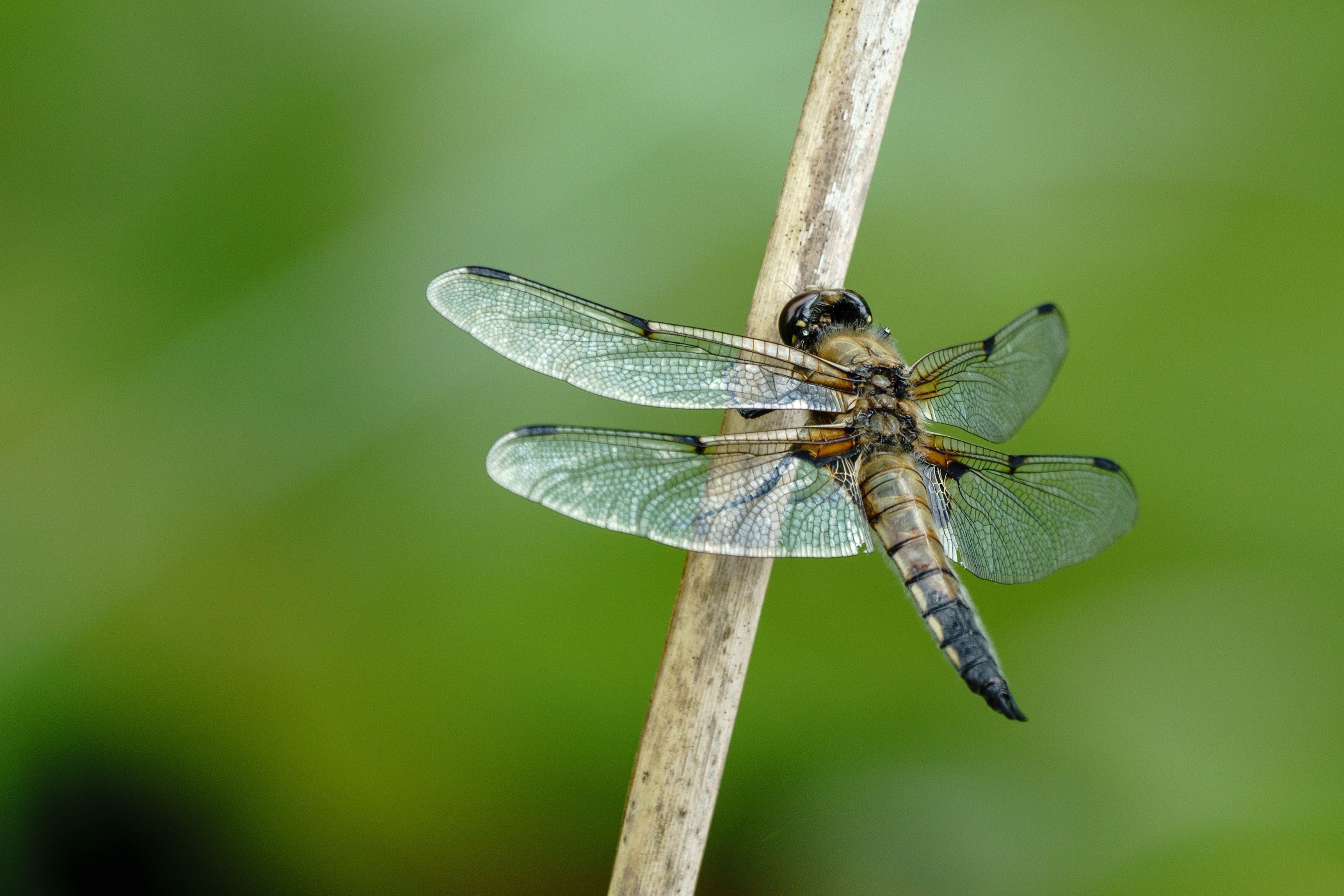 Close up of Dragonflies · Free Stock Photo