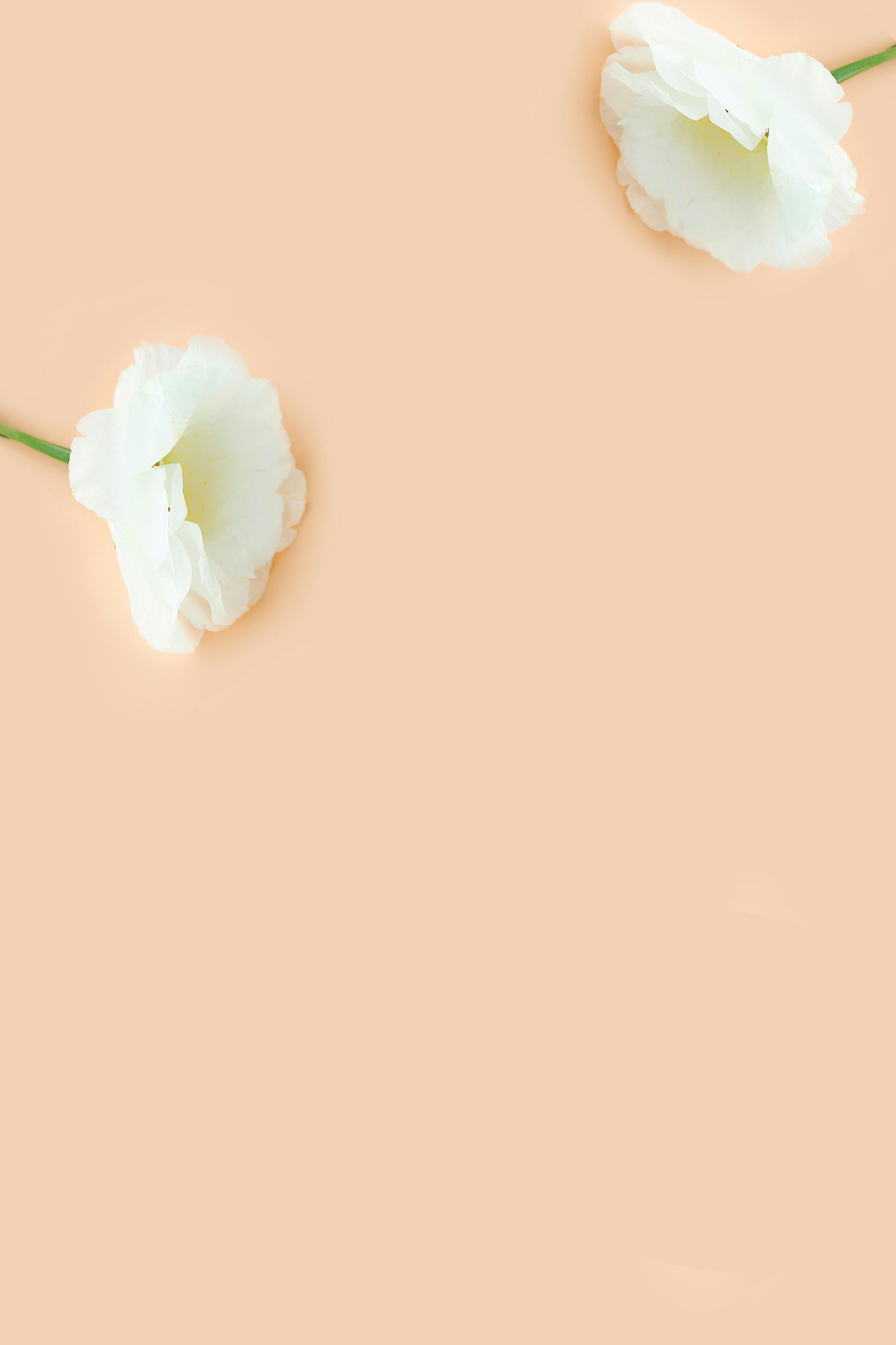 Minimalist white flowers on a soft peach background offering elegant copyspace.