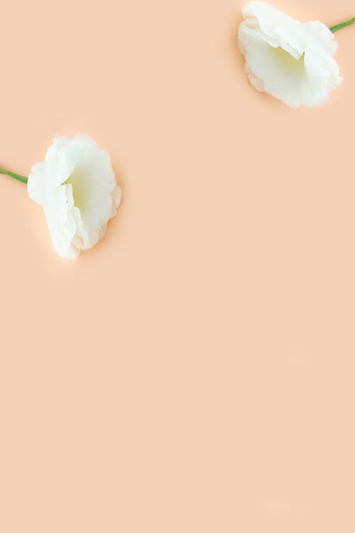 Foto profissional grátis de branco, flores, fresco
