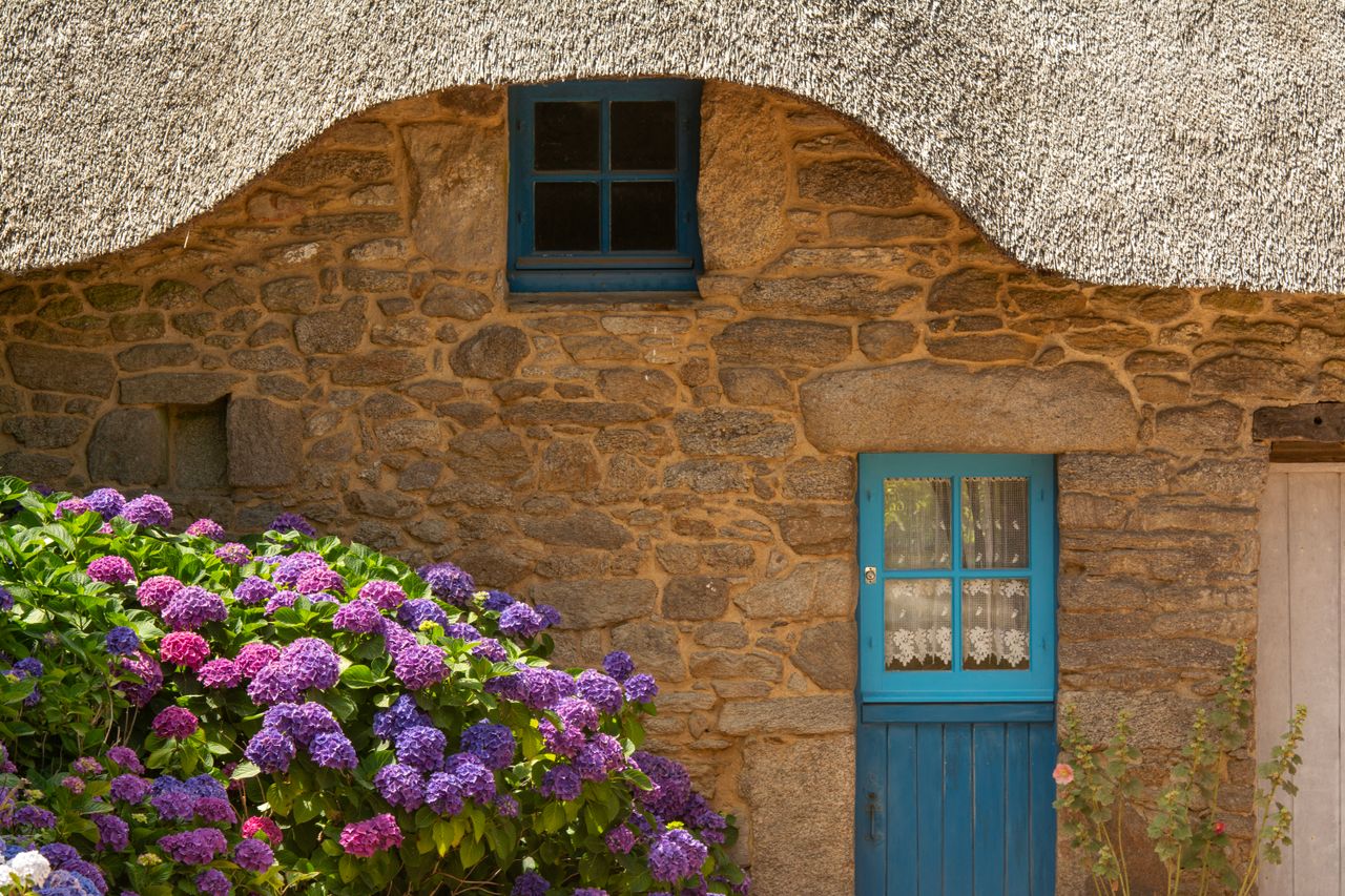 beautiful stone cottage with blue windows and vibrant hydrangeas in bl