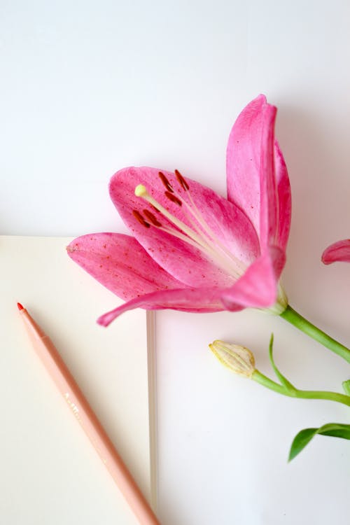 Pink Flower near Notebook