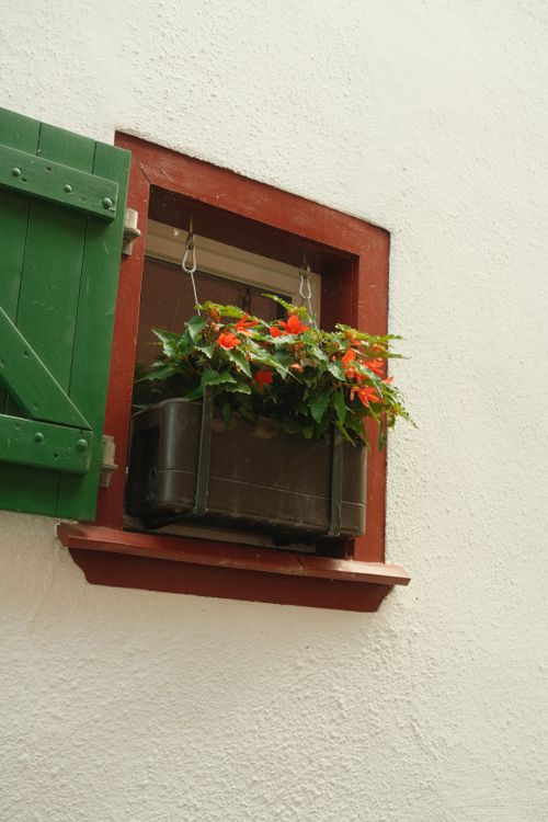 Free A quaint red window adorned with lush green plants and bright orange flowers in a pot. Stock Photo