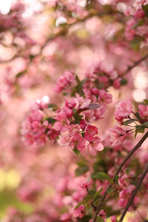 Close up of Pink Cherry Blossoms