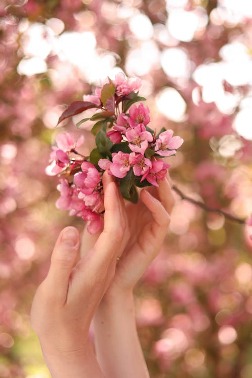 Foto profissional grátis de cor-de-rosa, flores, flores de cerejeira