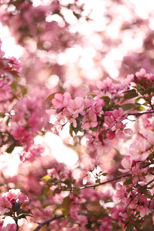 Foto profissional grátis de cereja, cor-de-rosa, fechar-se